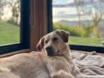 Dog friendly Dog friendly